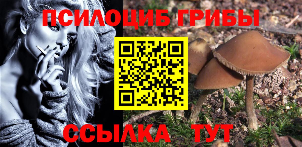 Чебоксары  как найти наркотики  Вход с VPN  Галлюциногенные грибы Psilocybe 